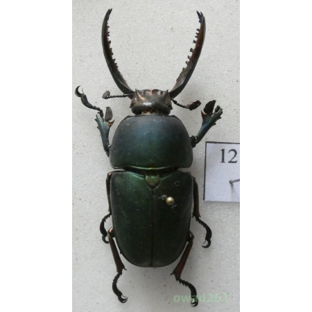 Lamprima adolphinae Gestro, 1875 male Indonesia, Mt. Arfak 42mm12